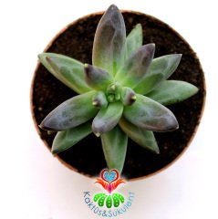 Sukulent,Pachyphytum Compactum -Mükemmel Formlu Rozet Sukkulent- 8,5 cm saksıda-Teraryum,Kaktus