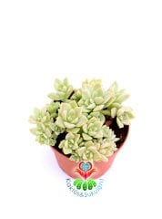 Sukulent, Echeveria Fleur Blanc-Açık Yeşil Gri Renk Sıradışı Simetrik-8,5 cm saksıda-Teraryum,Kaktus