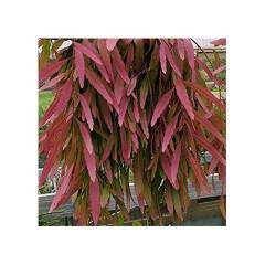 Rhipsalis Cruciformis ÇOK NADİR SARKAN TÜR- Başka Yerde Yok-12 cm saksıda-Güneşte Kırmızı Renk Alır