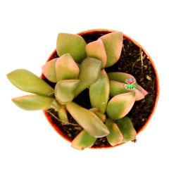 Anacampseros Telephiastrum 'Sunrise' Renkli Yapraklı -5,5 cm Saksıda