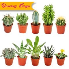 10 lu Kaktüs & Sukulent Seti- 5 Adet Sukulent 5 Adet Kaktüs Olmak Üzere Toplam 10 Farklı 5,5 cm Saksıda Bitki Gönderilecektir