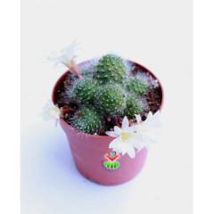 Kaktüs, Rebutia Albiflora Sunrise -Beyaz Renk Çiçek Açar-Çok Nadir Tür-5,5 cm saksıda