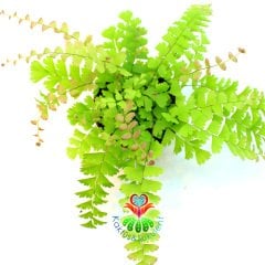 Adiantum Caudatum -Evinize Orman Kokusu Getirir-Saksıda Birçok Kök,8 cm Saksı Delta Maidenhair Fern