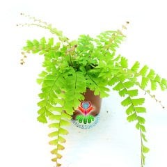 Adiantum Caudatum -Evinize Orman Kokusu Getirir-Saksıda Birçok Kök,8 cm Saksı Delta Maidenhair Fern
