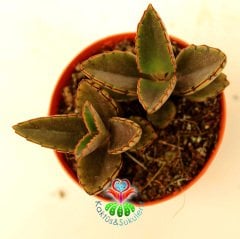 Aşkın Gözyaşı Çiçeği, Kalanchoe Daigremontiana 5,5 cm saksıda- Sukulent, Teraryum, Kaktüs