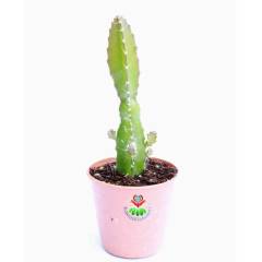 Kaktüs,Hylocereus Cultivars - Dragon Fruit, Büyüdükçe Sarkarak Büyüyen Tür- İthal-5,5 cm saksıda