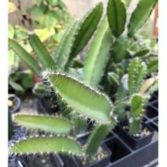 Kaktüs,Hylocereus Cultivars - Dragon Fruit, Büyüdükçe Sarkarak Büyüyen Tür- İthal-5,5 cm saksıda