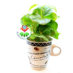 Seramik Kahve Kupasında Gerçek Kahve Ağacı Fideleri-3 Farklı Seçenek -7 cm Çap 15+ cm Yükseklik - Coffee Arabica Tree Beyaz