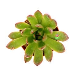 Echeveria Agavoides 'Prolifera' -İnce Sert Yapraklı -5,5 cm Saksıda