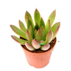 Echeveria Agavoides 'Prolifera' -İnce Sert Yapraklı -5,5 cm Saksıda