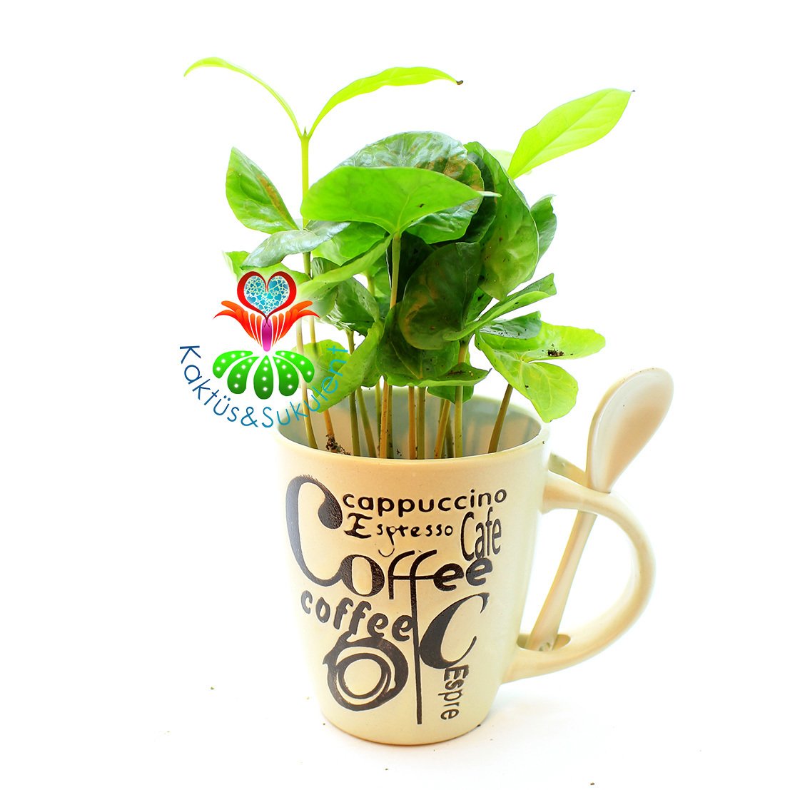 Seramik Kahve Kupasında Gerçek Kahve Ağacı Fideleri-3 Farklı Seçenek -7 cm Çap 15+ cm Yükseklik - Coffee Arabica Tree Krem