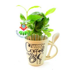 Seramik Kahve Kupasında Gerçek Kahve Ağacı Fideleri-3 Farklı Seçenek -7 cm Çap 15+ cm Yükseklik - Coffee Arabica Tree Krem