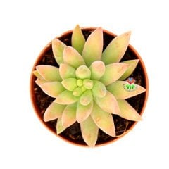 Pachyveria Blue Pearl -Turunculaşan Sert Yapraklı -5,5 cm Saksıda