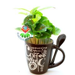 Seramik Kahve Kupasında Gerçek Kahve Ağacı Fideleri-3 Farklı Seçenek -7 cm Çap 15+ cm Yükseklik - Coffee Arabica Tree Siyah