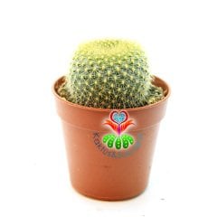 Kaktüs, Rebutia Fiebrigii var. Azurduyensis - Beyaz Renk Çiçek Açar-5,5 cm Saksıda -Sarı Dikenli