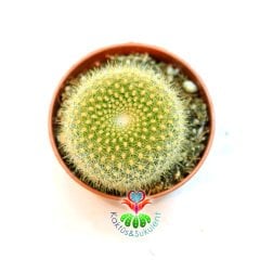 Kaktüs, Rebutia Fiebrigii var. Azurduyensis - Beyaz Renk Çiçek Açar-5,5 cm Saksıda -Sarı Dikenli