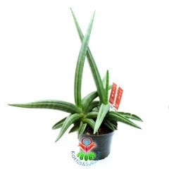 Sansevieria Ballyi-Sıradışı Sukulent- Nadir Tür Oval - Eğimli Kılıç Çiçeği- Paşa Kılıcı Çiçeği-10 cm Saksıda 25 cm Uzunlukta