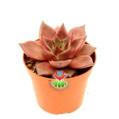 Echeveria 'Taurus' - Doğal Kırmızı Renk Sukulent-8.5 cm Saksıda-Rengi Güneşte Koyulaşır-1.Sınıf İthal