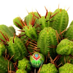 Euphorbia Mammillaris - Mükemmel Formlu Bol Dallı Çok Şık Büyük Kaktüs - 20 cm Saksıda-Minik Sarı Çiçek Açar