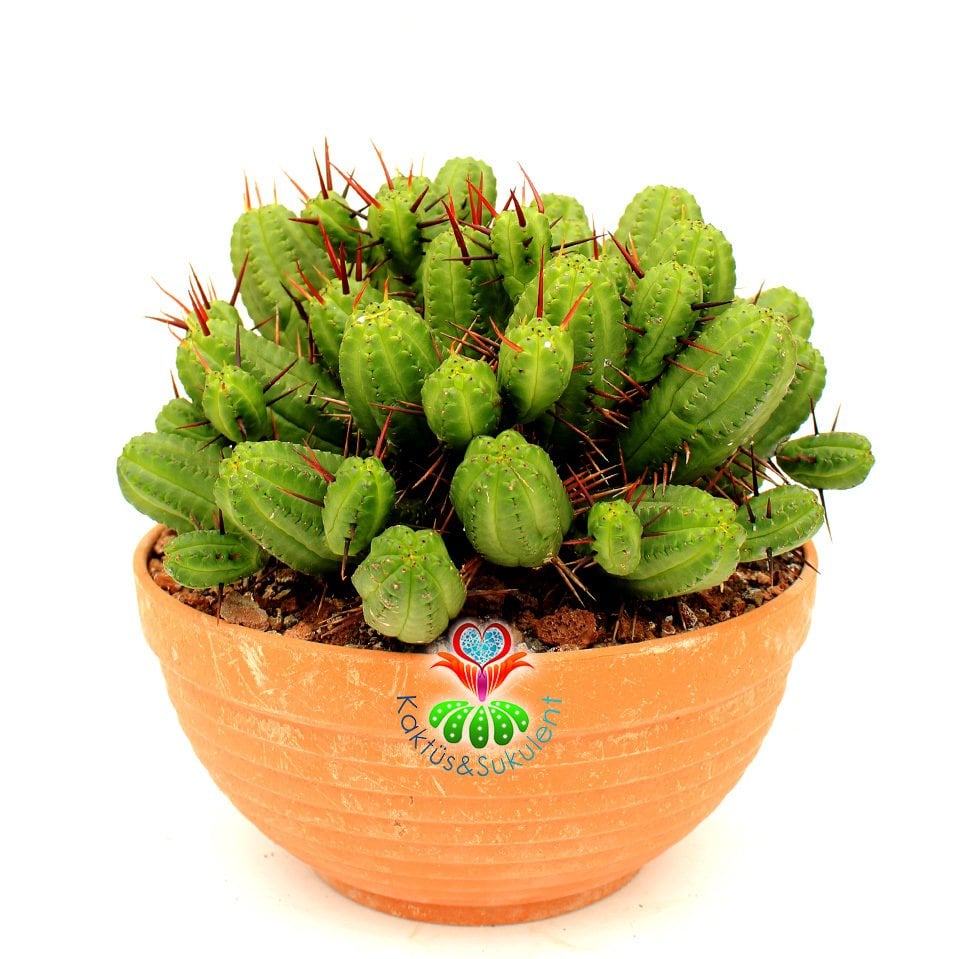 Euphorbia Mammillaris - Mükemmel Formlu Bol Dallı Çok Şık Büyük Kaktüs - 20 cm Saksıda-Minik Sarı Çiçek Açar