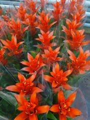 Guzmania Ostara, Guzmanya- Kırmızı Yıldız - 10,5 cm saksıda- 50 cm Boy Guzmania Lingulata