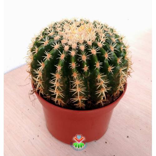Altın Varil Kaktüs, Echinocactus Grusonii Intermedius-Minik Dikenli- DEV BOY- 15 cm Saksıda- Mexico Cactus