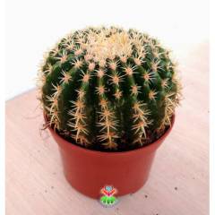 Altın Varil Kaktüs, Echinocactus Grusonii Intermedius-Minik Dikenli- DEV BOY- 15 cm Saksıda- Mexico Cactus