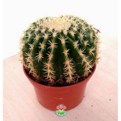 Altın Varil Kaktüs, Echinocactus Grusonii Intermedius-Minik Dikenli- DEV BOY- 15 cm Saksıda- Mexico Cactus