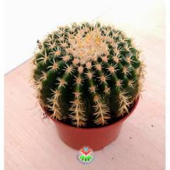 Altın Varil Kaktüs, Echinocactus Grusonii Intermedius-Minik Dikenli- DEV BOY- 15 cm Saksıda- Mexico Cactus