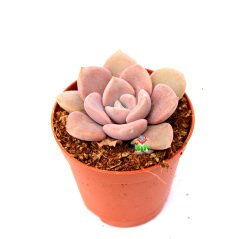 Graptoveria 'Debbi' -Doğal Pembe-Mor Renk Yapraklı 5,5 cm Saksıda