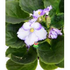 Menekşe Çiçeği, Viola Flowers - 5 Renk Seçeneği- 10,5 cm Saksıda-Saint paula inova spectra