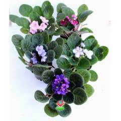 Menekşe Çiçeği, Viola Flowers - 5 Renk Seçeneği- 10,5 cm Saksıda-Saint paula inova spectra