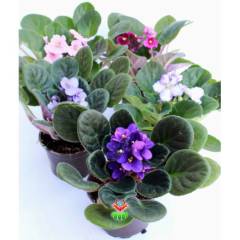 Menekşe Çiçeği, Viola Flowers - 5 Renk Seçeneği- 10,5 cm Saksıda-Saint paula inova spectra