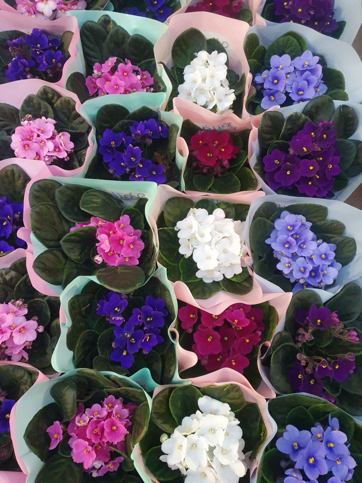 Menekşe Çiçeği, Viola Flowers - 5 Renk Seçeneği- 10,5 cm Saksıda-Saint paula inova spectra