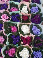 Menekşe Çiçeği, Viola Flowers - 5 Renk Seçeneği- 10,5 cm Saksıda-Saint paula inova spectra