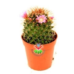 Mammillaria Polythele-Kahverengi Dikenli Çiçekli 5,5 cm Saksı Dolusu 1. Sınıf İthal Kaktüs