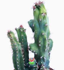 Kaktüs, Cereus Peruvianus Monstrose-8,5 cm saksıda-Teraryum,Mini Bahçe,Kaktus