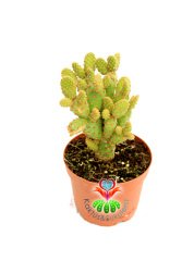 Tavşan Kaktüs, Opuntia Microdasys Rufida-Bronz Kahverengi Nokta Dikenli 5,5 cm Saksıda Kaktüs