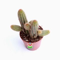 Kaktüs, Lobivia Species-Muhteşem Fuşya Renk Çiçek Açar-8,5 cm Saksıda-Teraryum,Sukulent