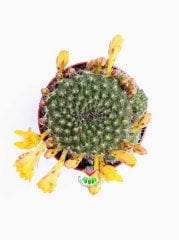 Kaktüs,Rebutia Marsone-Sarı Renk Çiçekli -İnce Dikenli 8,5 cm saksıda-Çiçeği Üzerinde Bol Çiçek açar