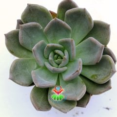 Echeveria Silver Queen- Işıkla Rengi Koyulaşır Sukulent-5,5 cm Saksıda