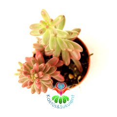 Sedum Rubrotinctum 'Aurora' –Mükemmel Doğal Pembe Renk Fasulye Şekilli Yapraklı 5,5 cm Saksıda Sukulent.1.Sınıf İthal- Pink Jelly Bean