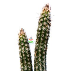 Echinocereus Poselgeri- Mor Renk Çiçek Açar Çok Nadir Tür-8,5 cm Saksıda