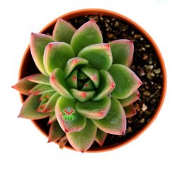 Echeveria Agavoides - Simetrik Yapraklı Sukulent-8,5 cm Saksıda