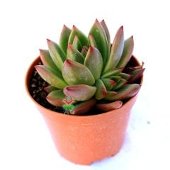 Echeveria Agavoides - Simetrik Yapraklı Sukulent-8,5 cm Saksıda