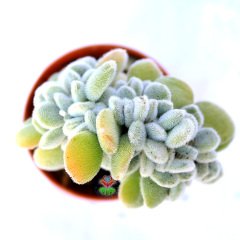 Echeveria Setosa Cristata 5,5 cm Saksıda Beyaz Renk Tüylü Yapraklı Sert Kemik Formlu Gövdeli