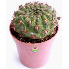 Nadir Tür Kaktüs, Sulcorebutia Tiraquensis var. Aguilarii -5,5 cm saksıda-Teraryum, Sukulent