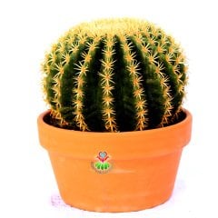 Echinocactus Grusonii var. Intermedius-Küçük Dikenli Altın Varil Kaktüs 17 cm Saksıda