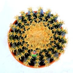Echinocactus Grusonii var. Intermedius-Küçük Dikenli Altın Varil Kaktüs 17 cm Saksıda