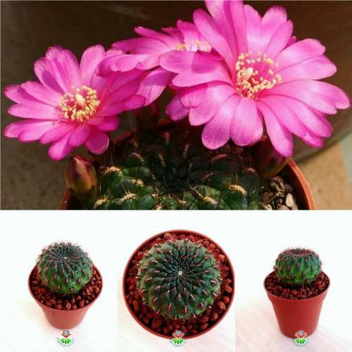 Kaktüs, Sulcorebutia Steinbachii-Nadir Tür-Pembe Renk Çiçek Açar 5,5 cm saksıda-Teraryum, Sukulent
